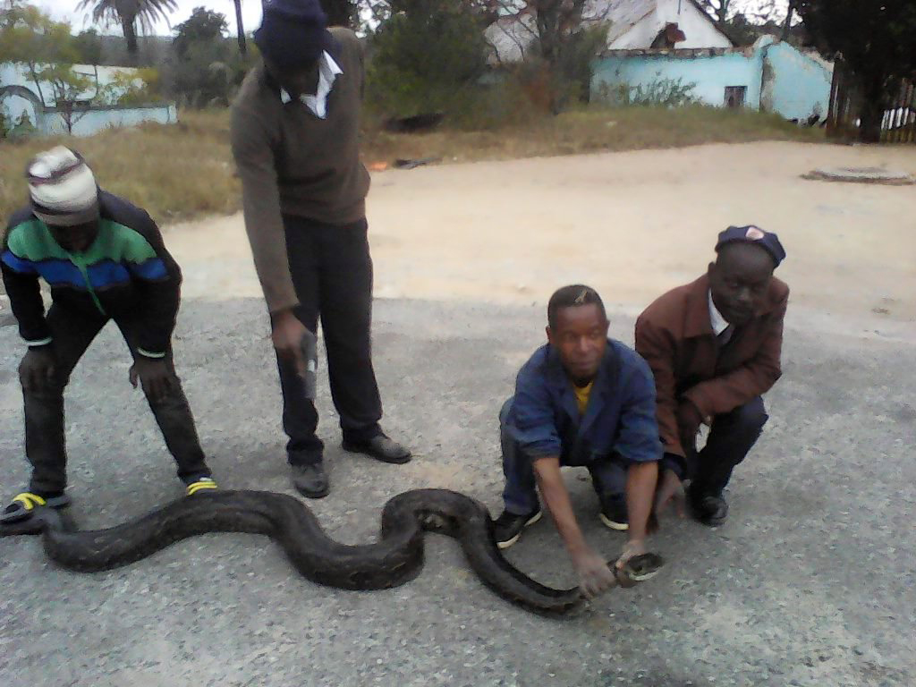 Healer’s python allegedly performs miracles