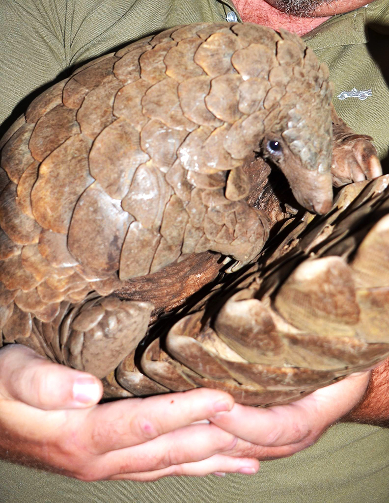 Rescued pangolin safely returned to the wild