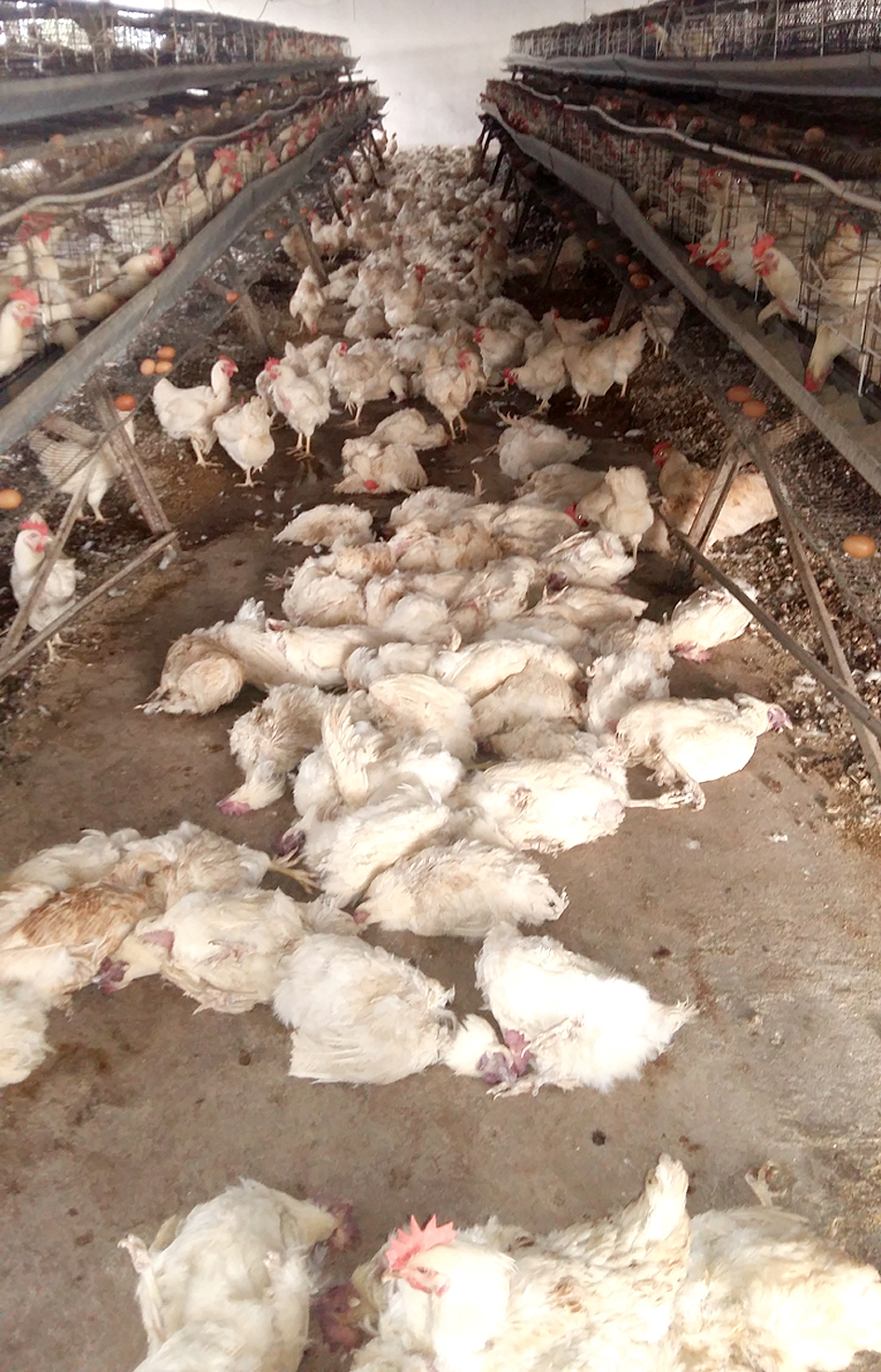 Huge losses for local farmers as devastating drought persists