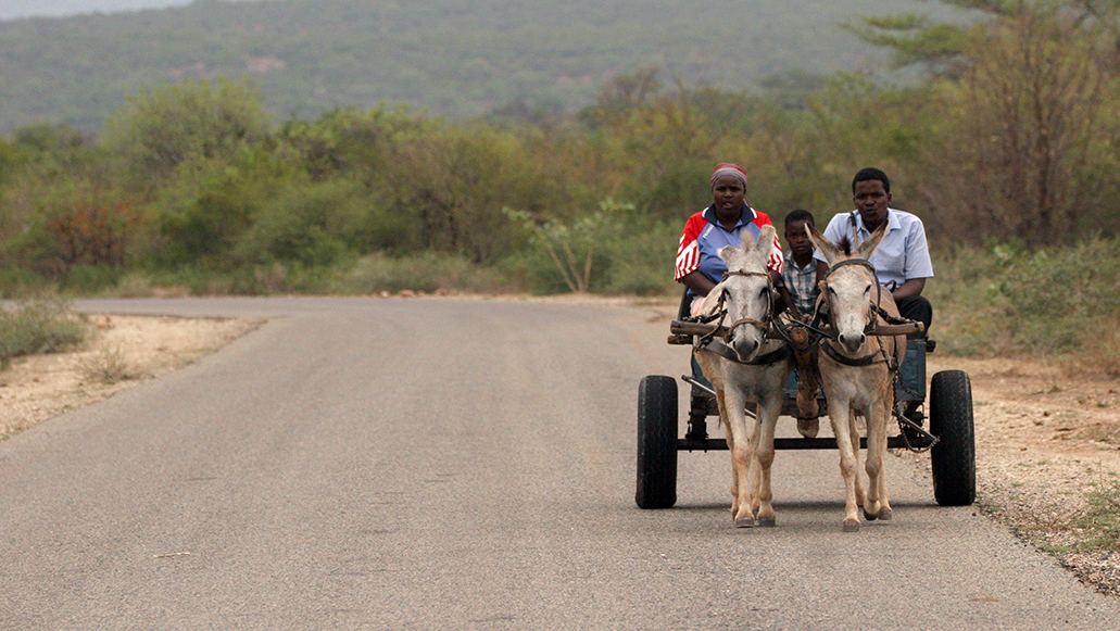 Donkeys fast becoming a very valuable ass-et
