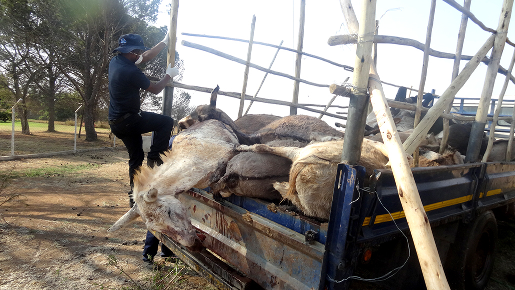 Justice for Limpopo donkeys