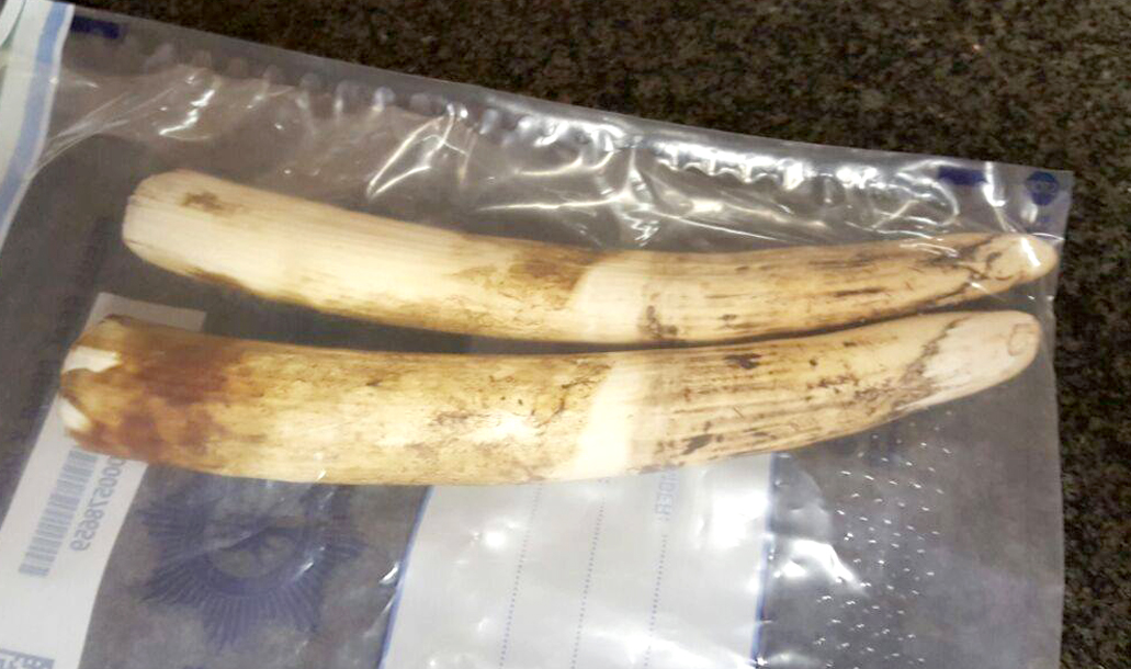 Two elephant tusks seized in Giyani