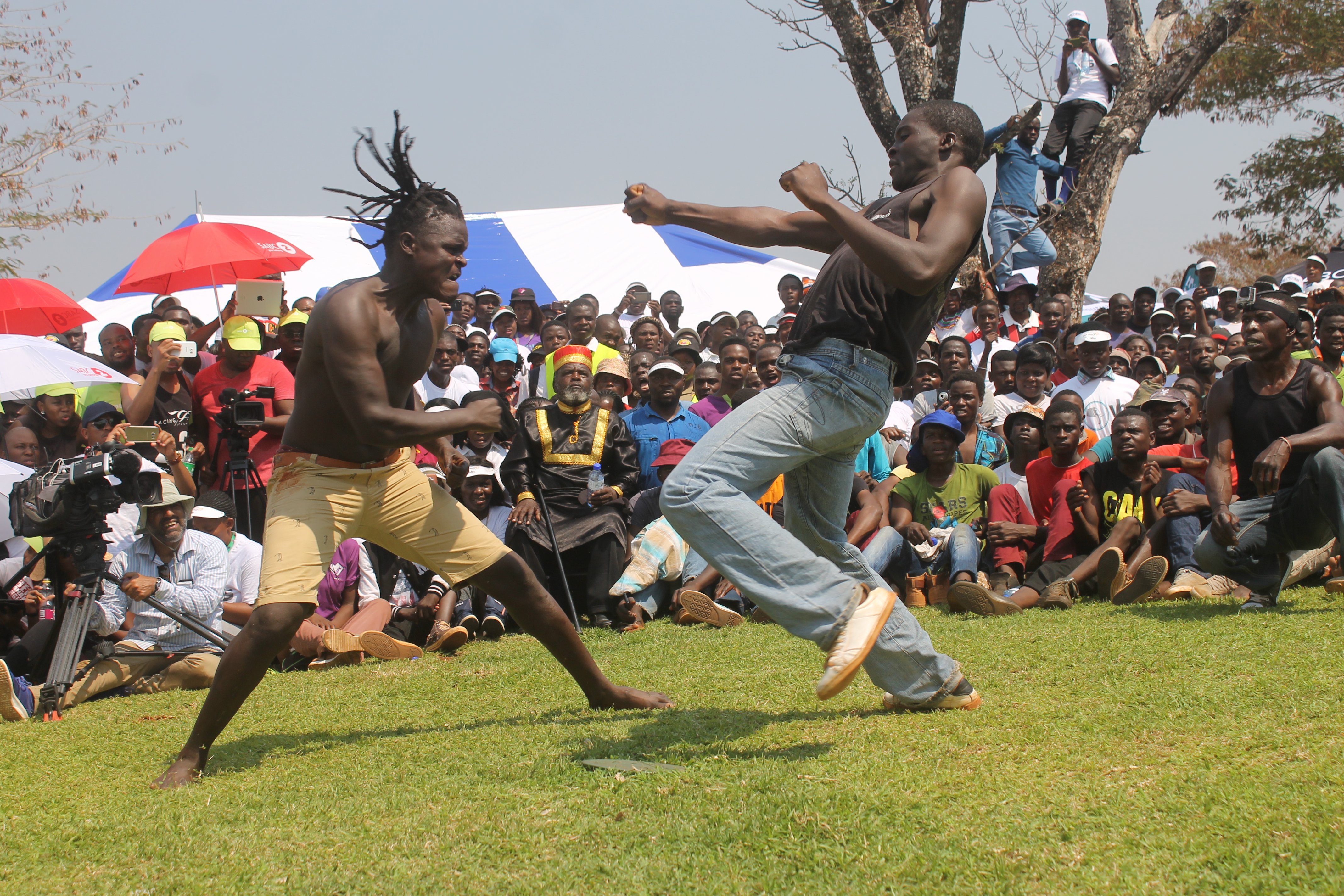 Lots of Musangwe action