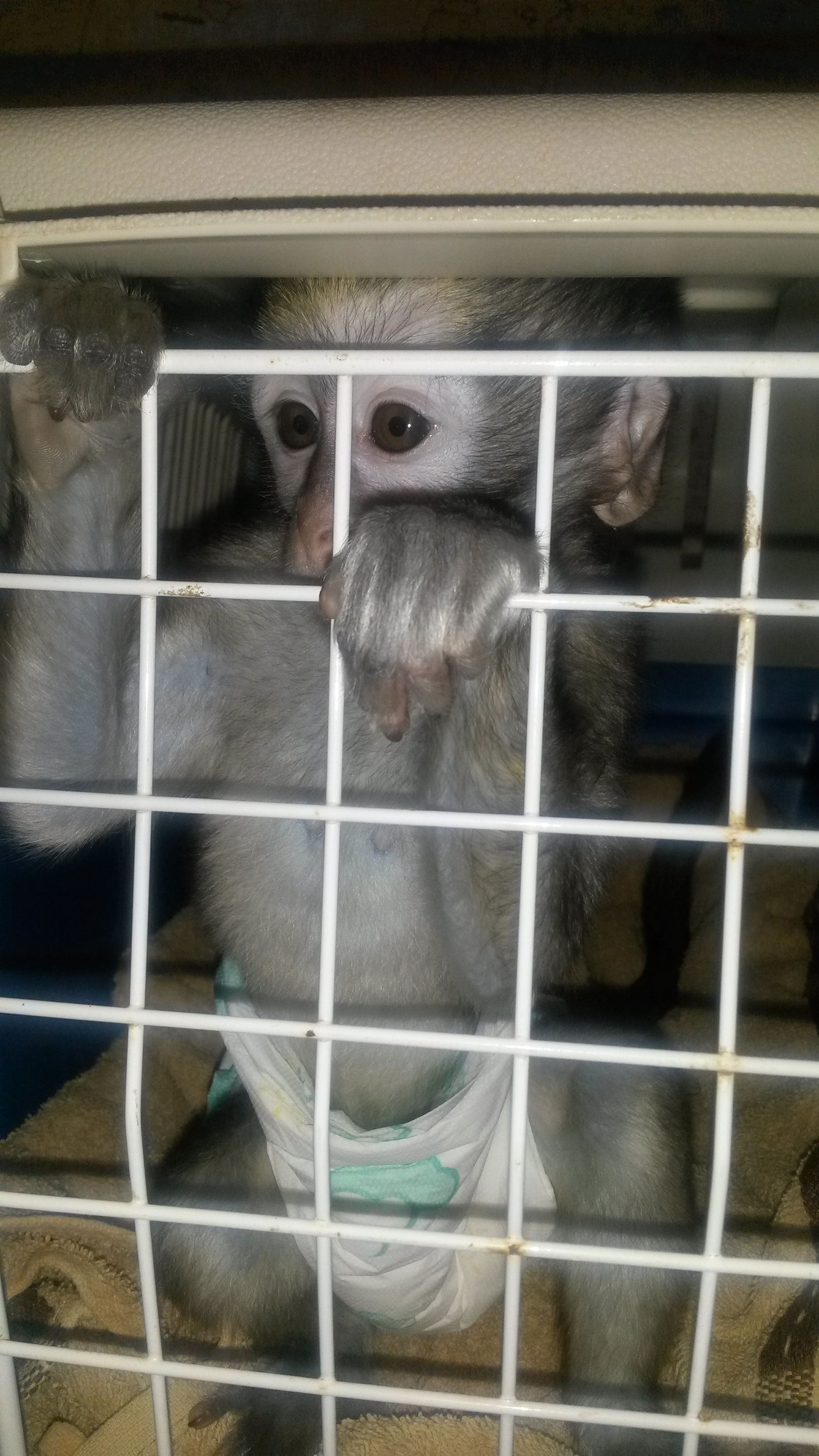 Monkeys may look cute, but they’re no house pets