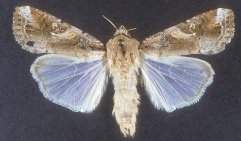 Dreaded fall armyworm is here
