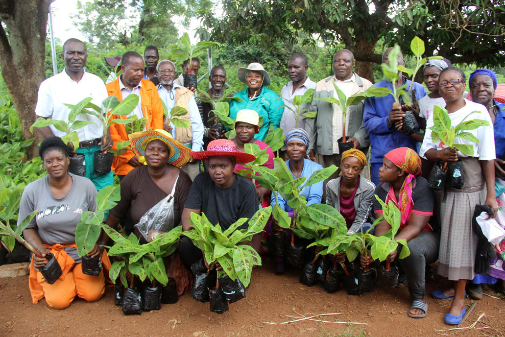 Help for banana project