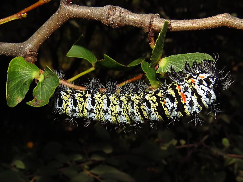 Could mopane worms go extinct due to climate?