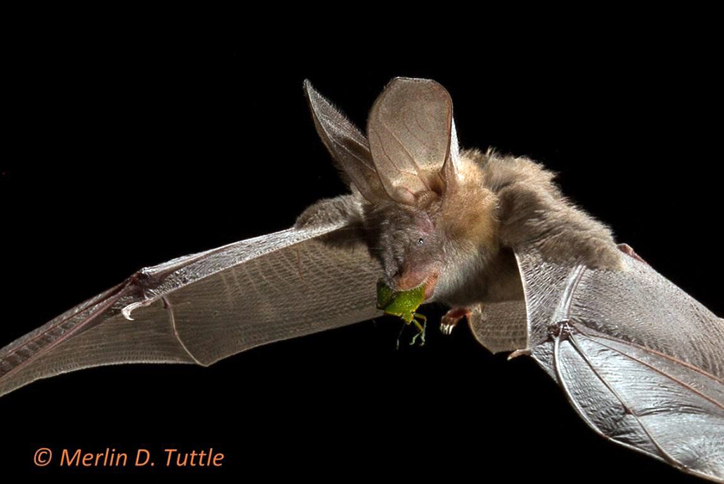 Research shows bats are a natural pest control