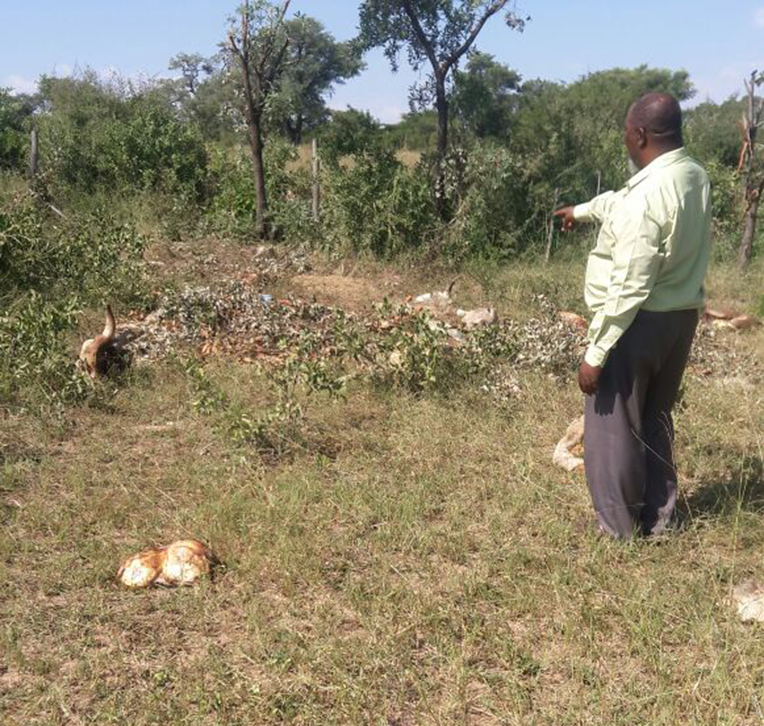 Stolen cows slaughtered