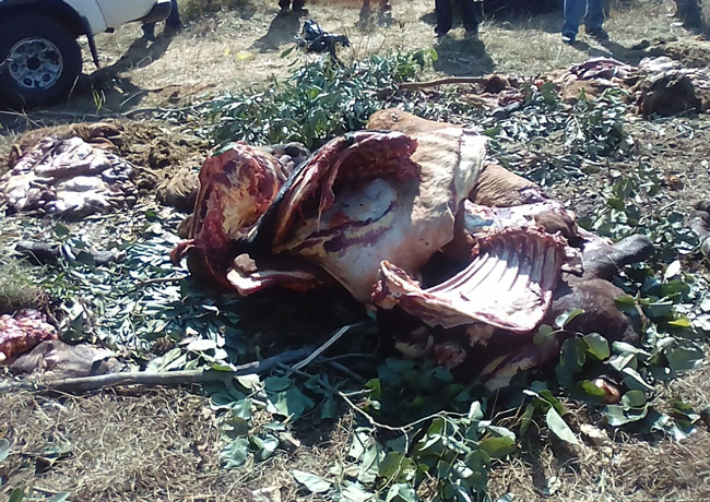 Police looking for cattle poachers (WARNING GRAPHIC CONTENT)