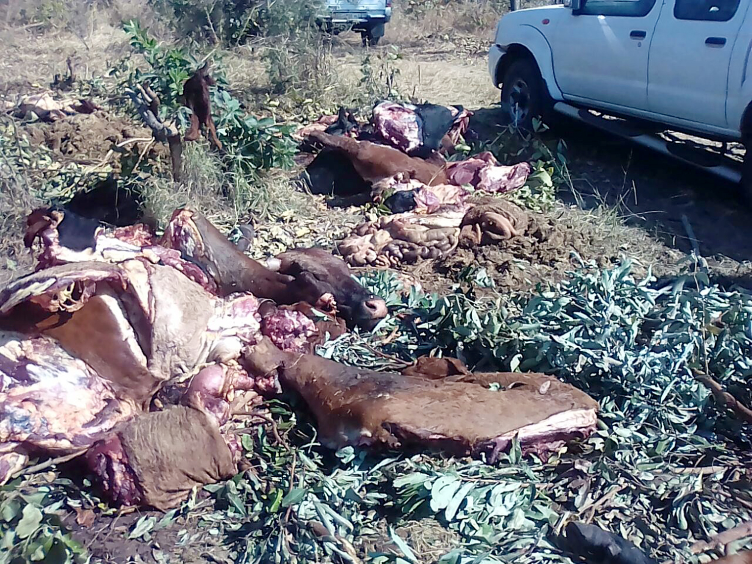 Cows found slaughtered and dumped in bushes