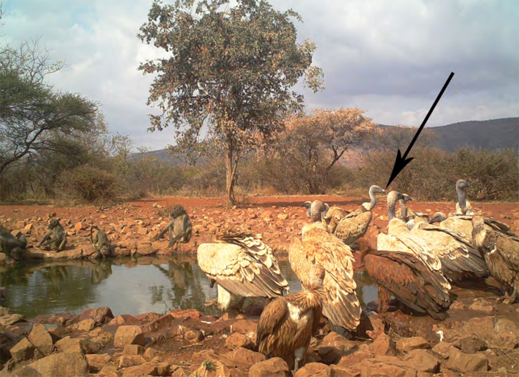 Blouberg possibly boasts a new vulture breed