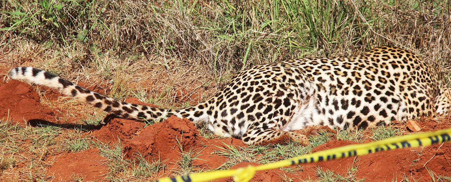 Leopard killed, another believed to be on the loose