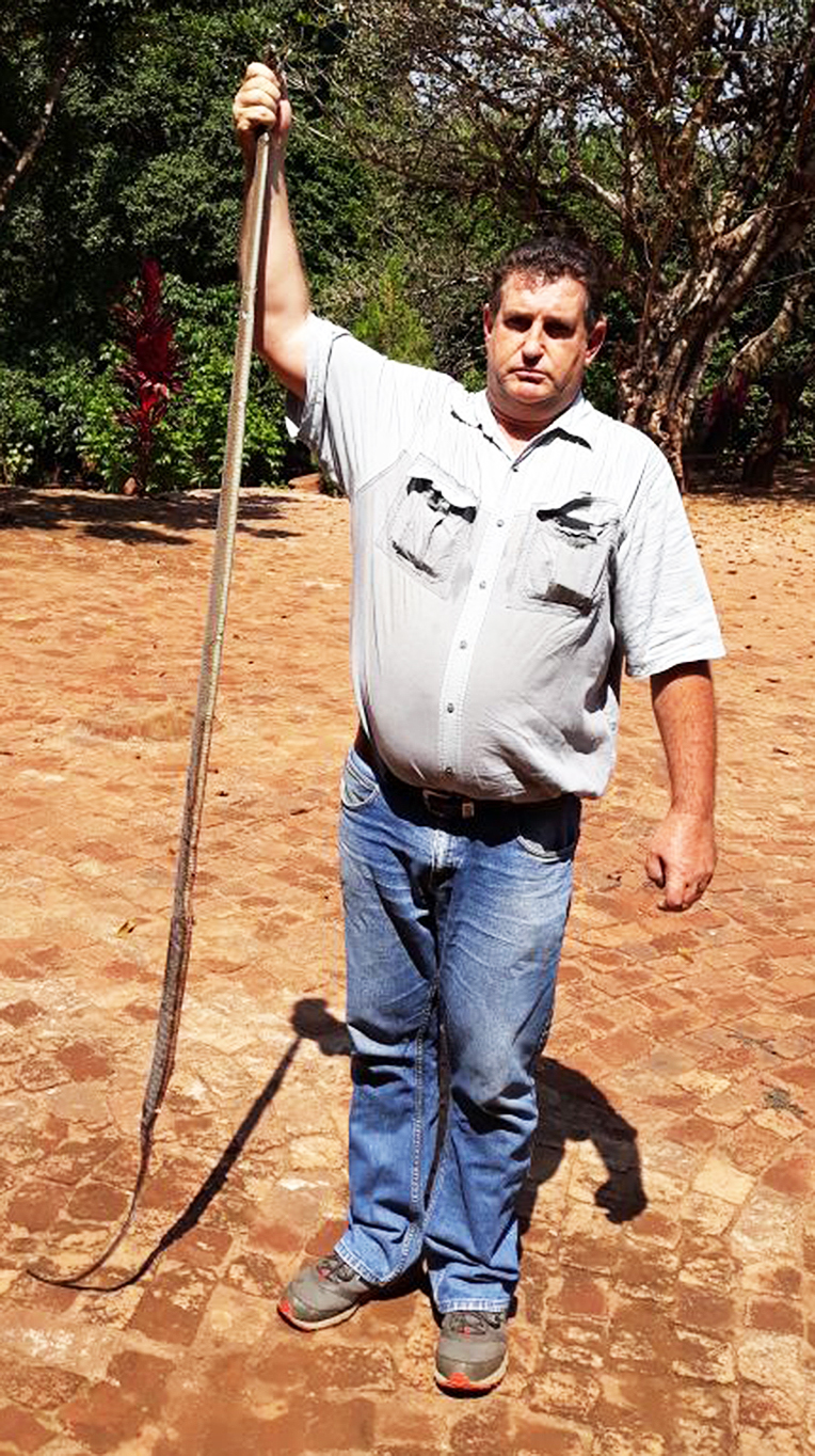 Three-metre-long black mamba killed at Tshisahulu royal palace