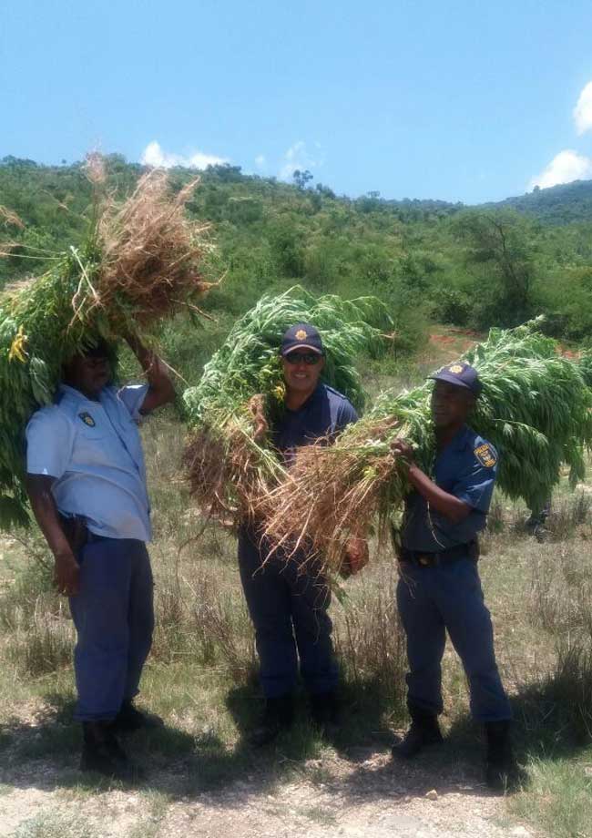 Illegal dagga plantation uncovered