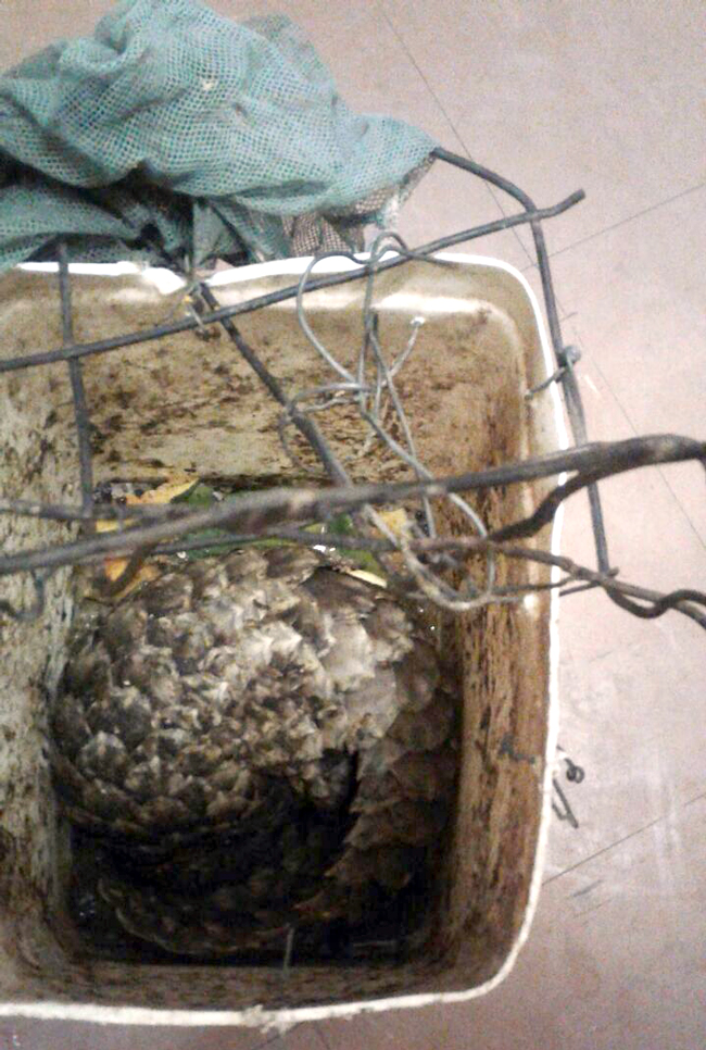 Masisi Police rescues pangolin
