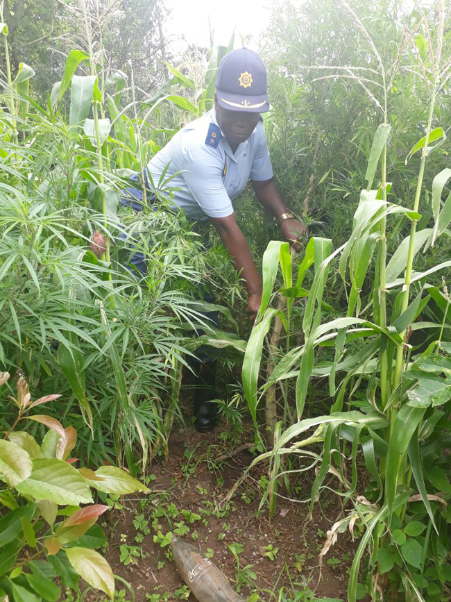 Five suspects caught over illegal dagga plants