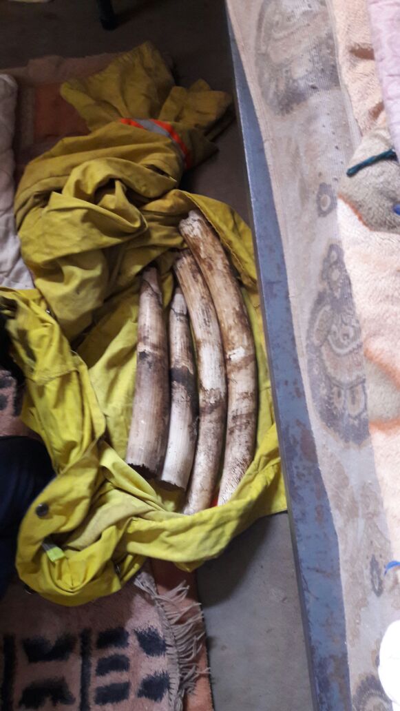 Suspect arrested for poaching in Giyani