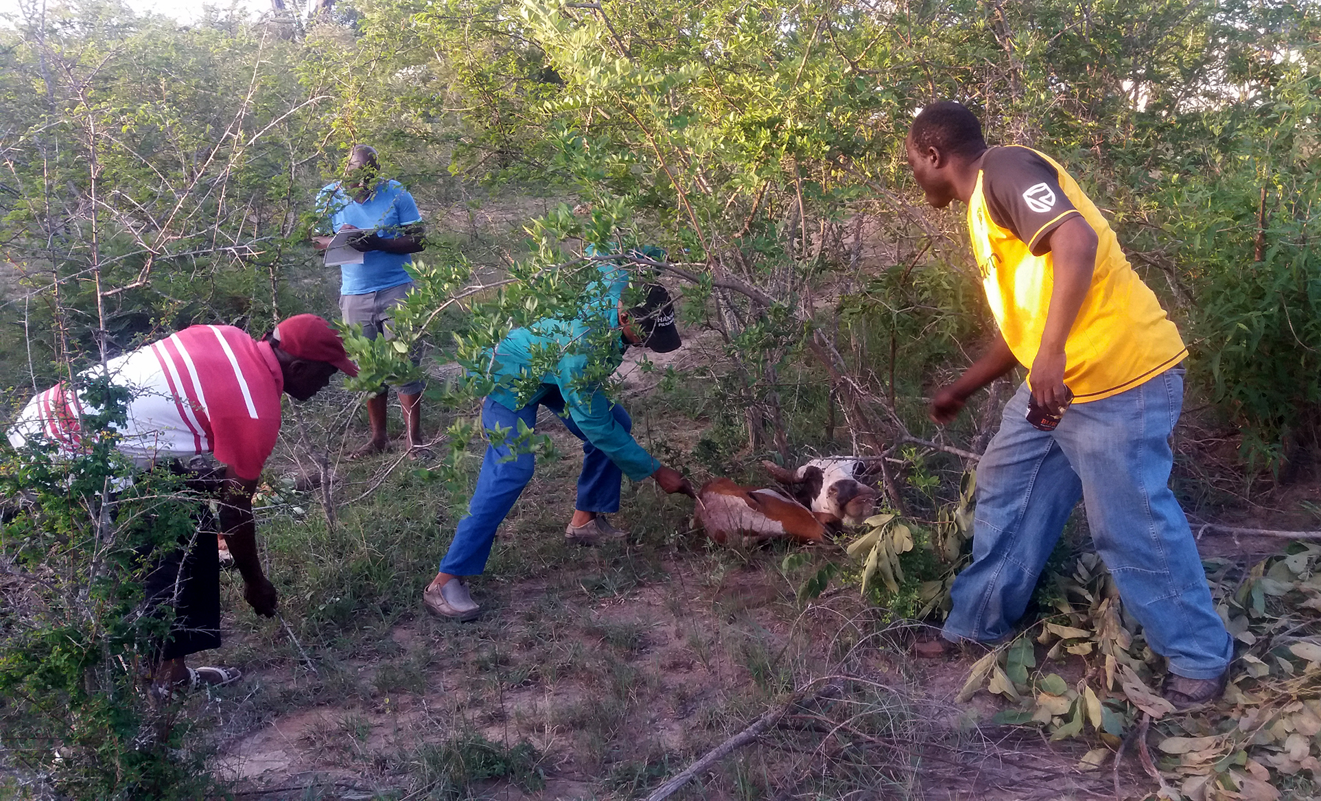 Nine cows butchered at Muwaweni