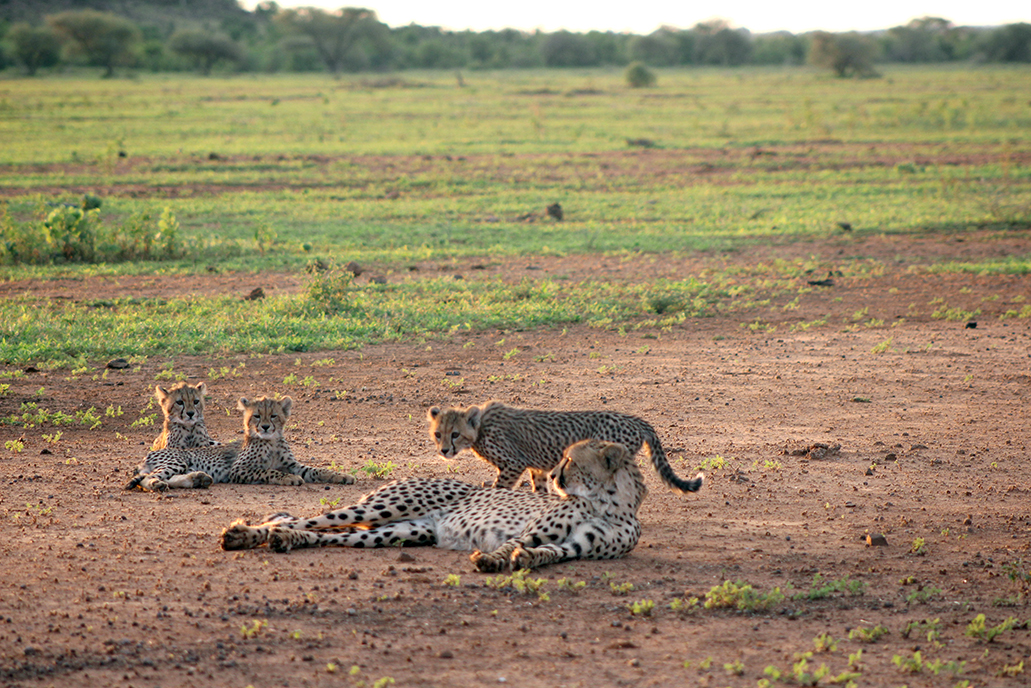 Three new cheetah cubs roam in Mapungubwe National Park