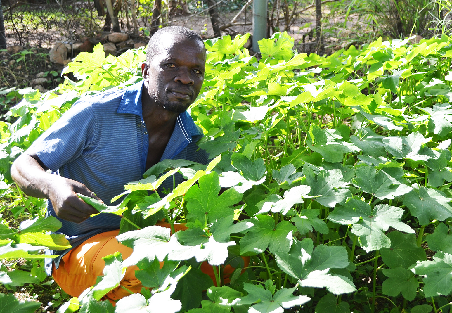 Illegal dumping site now a flourishing vegetable garden