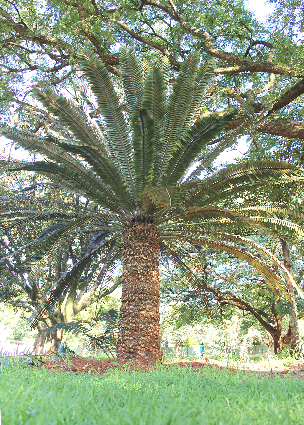 Public urged to help catch local cycad poacher(s)