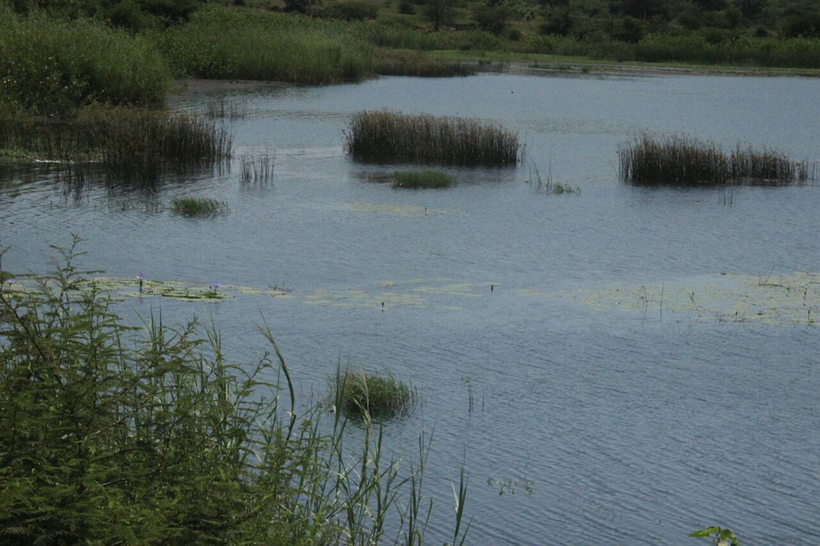 Crocodiles kill two in Vhembe