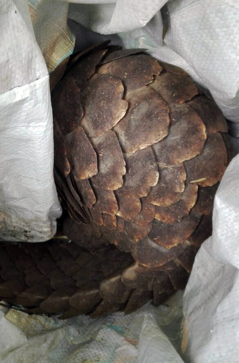 Another pangolin rescued just in time