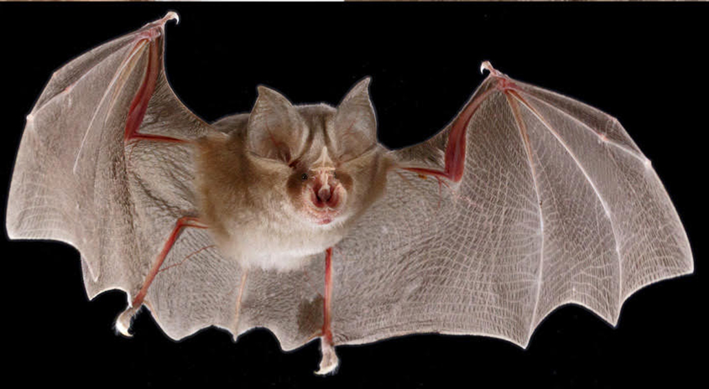New bat species discovered in the Soutpansberg
