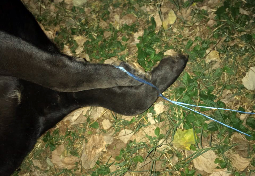 Dead dog dragging incident sparks outrage