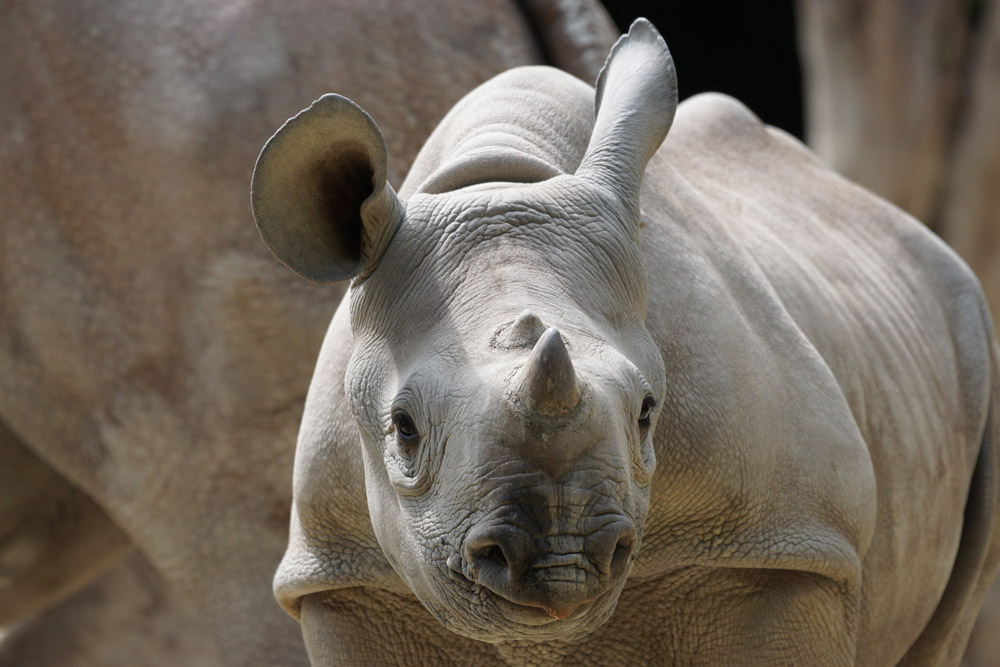SANParks CEO gets caught up in the chase to arrest suspected poachers