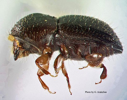 New beetle poses major threat to country's trees