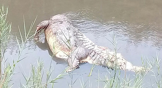 Who are killing our crocs?