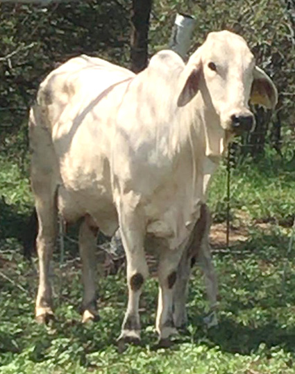 Minister downplays FMD outbreak to mere “spillage”