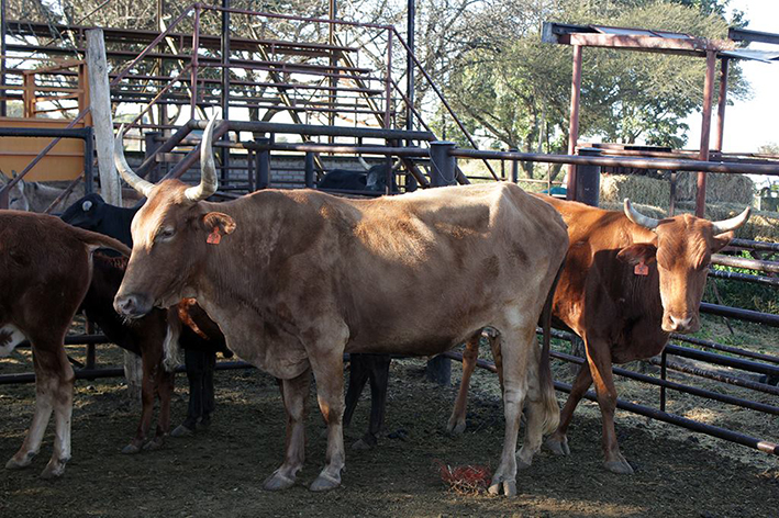 Why an outbreak of FMD is a serious problem