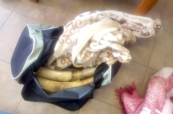 Three Zimbabweans in jail over elephant tusks