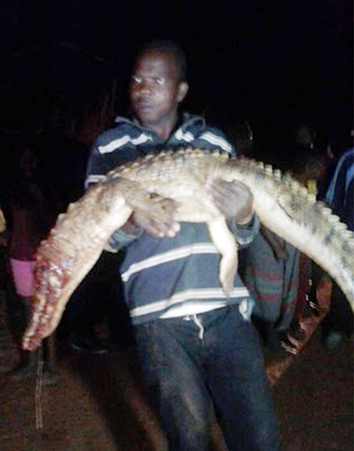 Terrified Itsani residents kill crocodile