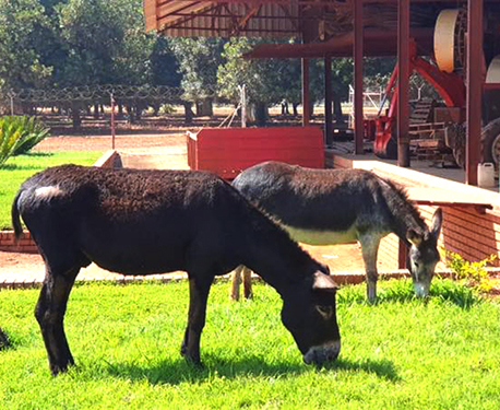 Donkeys finally finds new home