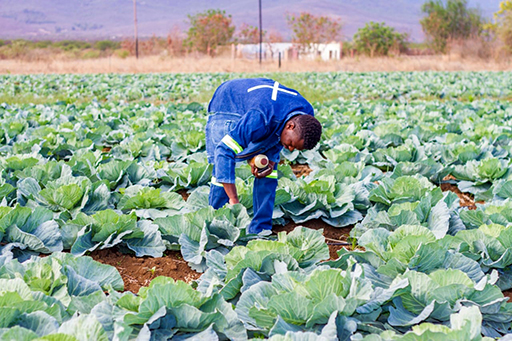 Young farmer Pfananani's produce radiates life