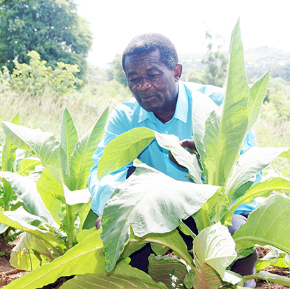 Insurance broker proud of his tobacco crop