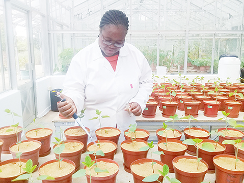 Doctoral student from  Univen discovers unusual bio-inoculant