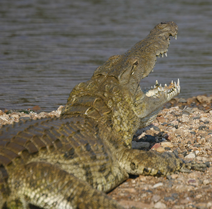 Police open inquest after man is allegedly killed by crocodile