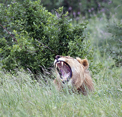 Free-roaming lions cause panic among villagers