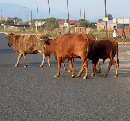 Worry about more and more stray cattle on roads