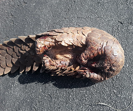Suspect arrested with dead pangolin