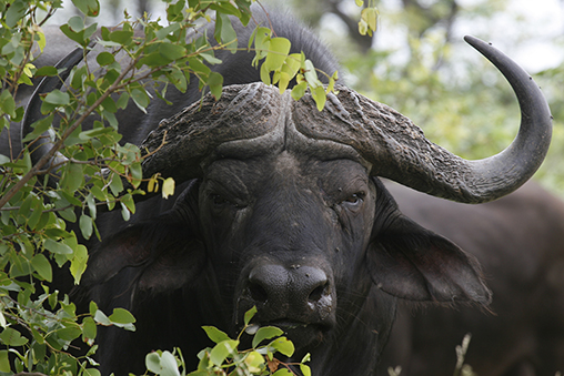 Joy as SANParks open for self-drive day excursions
