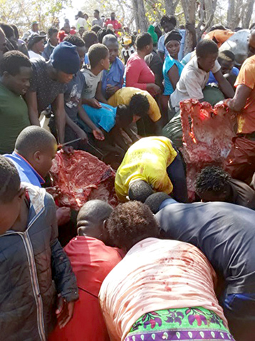 Four elephants causing chaos at Ha-Gumba shot