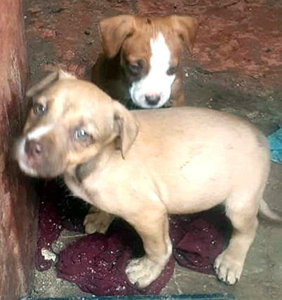 You can't claim back money for a dead puppy