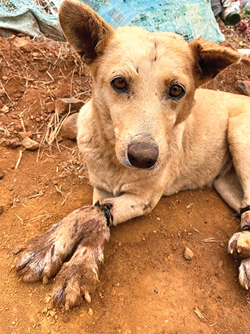 Is the justice system failing our furry friends?