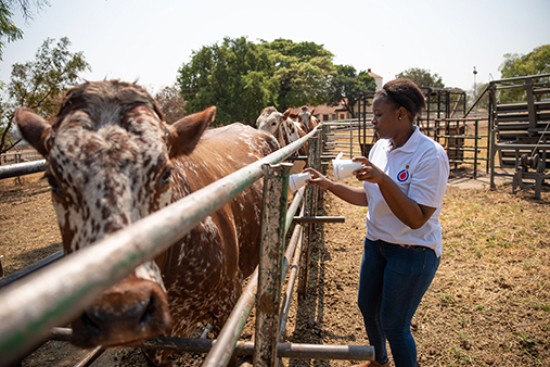 UP researcher tackles malaria problem via livestock treatment